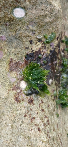 Chaetomorpha antennina observed 2026-03-16