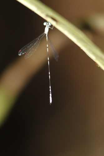 Perilestes gracillimus