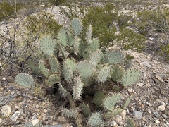 Opuntia arizonica