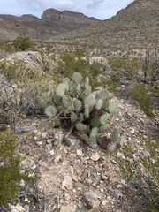 Opuntia arizonica