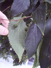 Celtis australis