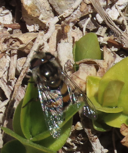 Unknown species found near Bernalillo County, NM, USA