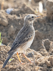 Anthus rufulus malayensis