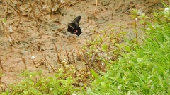 Heraclides anchisiades