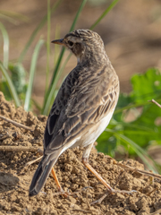Anthus rufulus malayensis