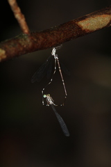 Perilestes attenuatus