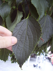Celtis australis
