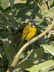 Pycnonotus penicillatus