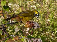Pycnonotus penicillatus