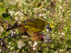 Pycnonotus penicillatus