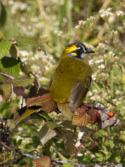 Pycnonotus penicillatus