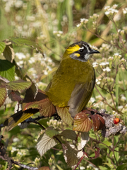 Pycnonotus penicillatus