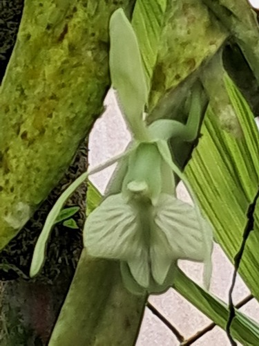 Epidendrum pendens L.O.Williams 3