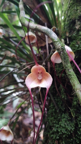 Dracula houtteana (Rchb.f.) Luer 3