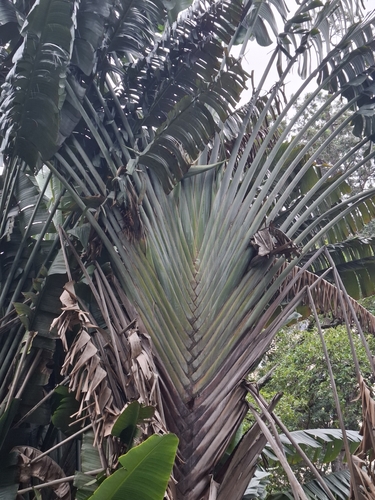 Traveller's Tree (Ravenala madagascariensis)