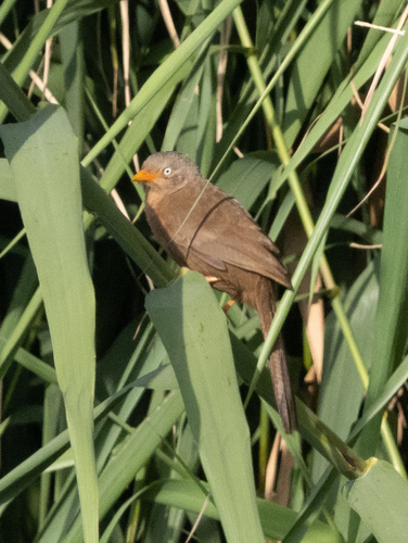 Orange-billed Babbler (Argya rufescens), photo 3
