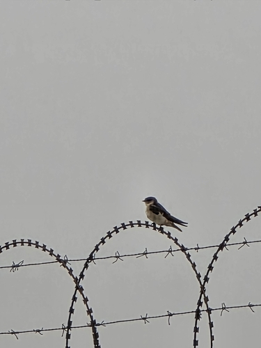 Tree Martin