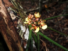 Trichocentrum ascendens