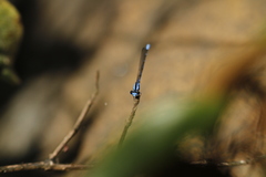 Argia insipida