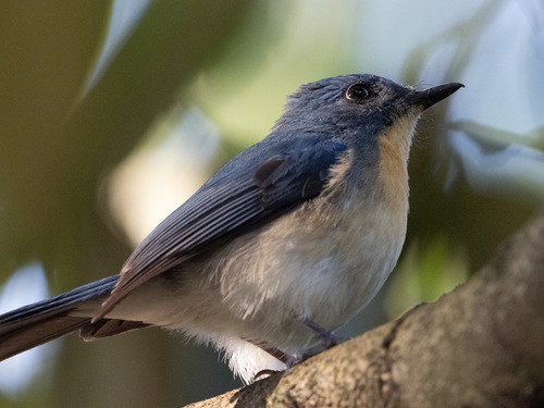 Tickell's Blue Flycatcher (Cyornis tickelliae), photo 7