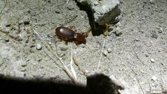 Stenomorphus