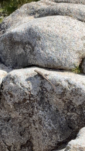 iNaturalist observation photo of Common Sagebrush Lizard