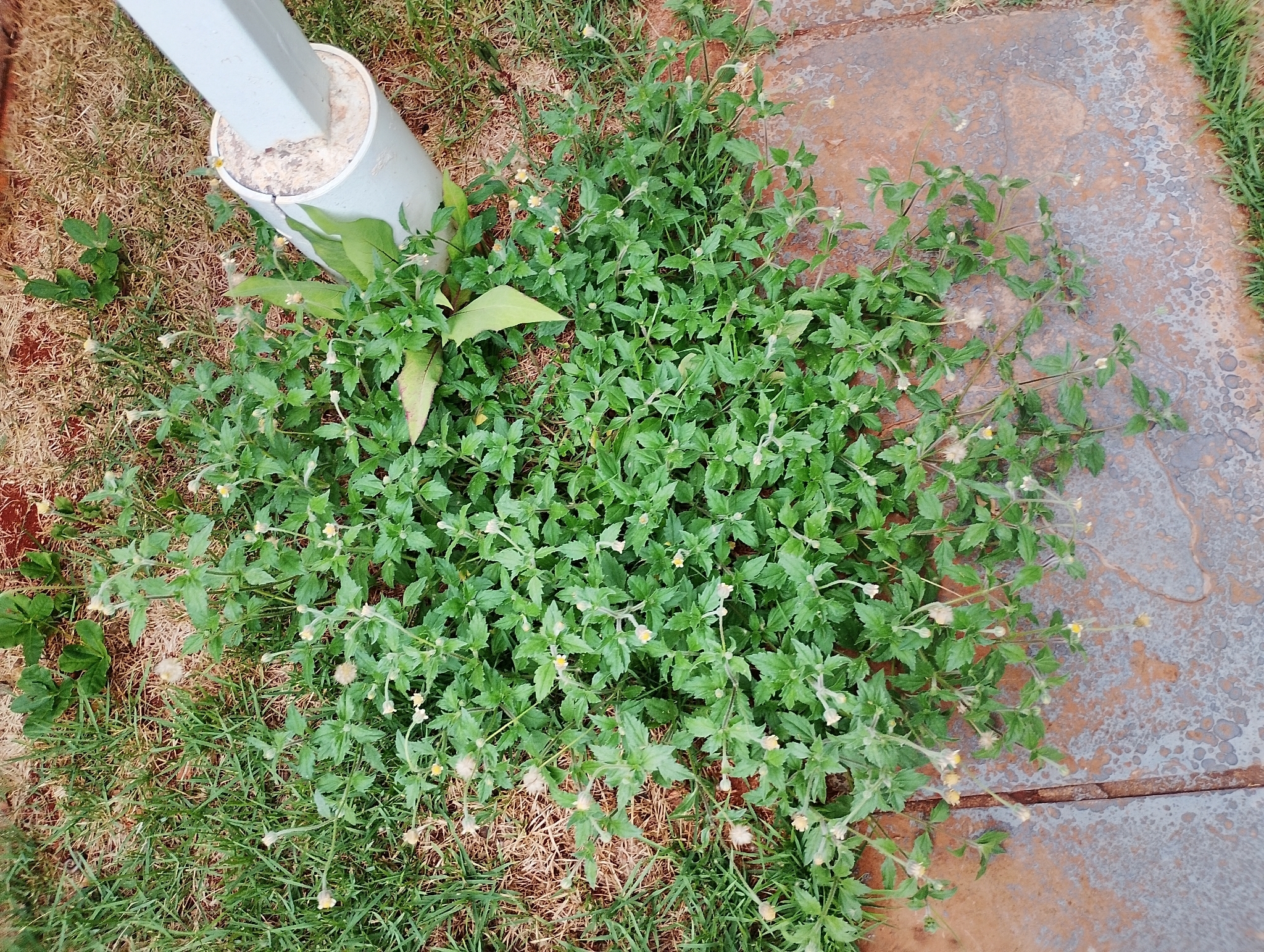 Tridax procumbens