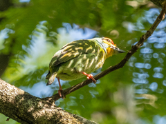 Psilopogon rubricapillus