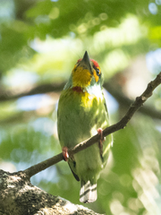 Psilopogon rubricapillus