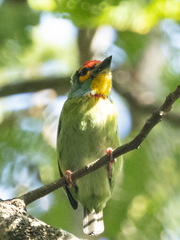 Psilopogon rubricapillus