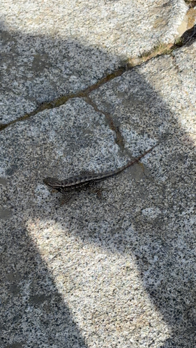 iNaturalist observation photo of Western Fence Lizard