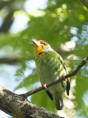 Psilopogon rubricapillus