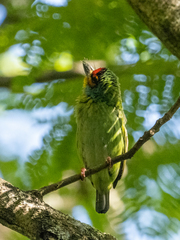 Psilopogon rubricapillus