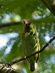 Psilopogon rubricapillus