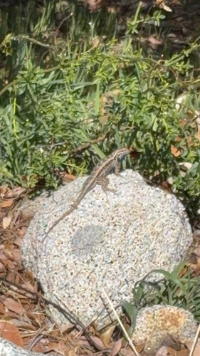 iNaturalist observation photo of Spiny Lizards