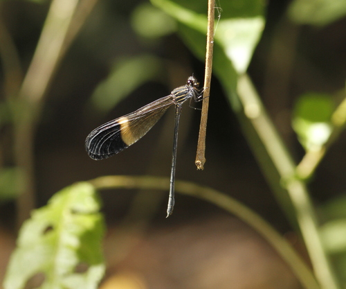 Polythore picta