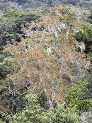 Ceiba schottii