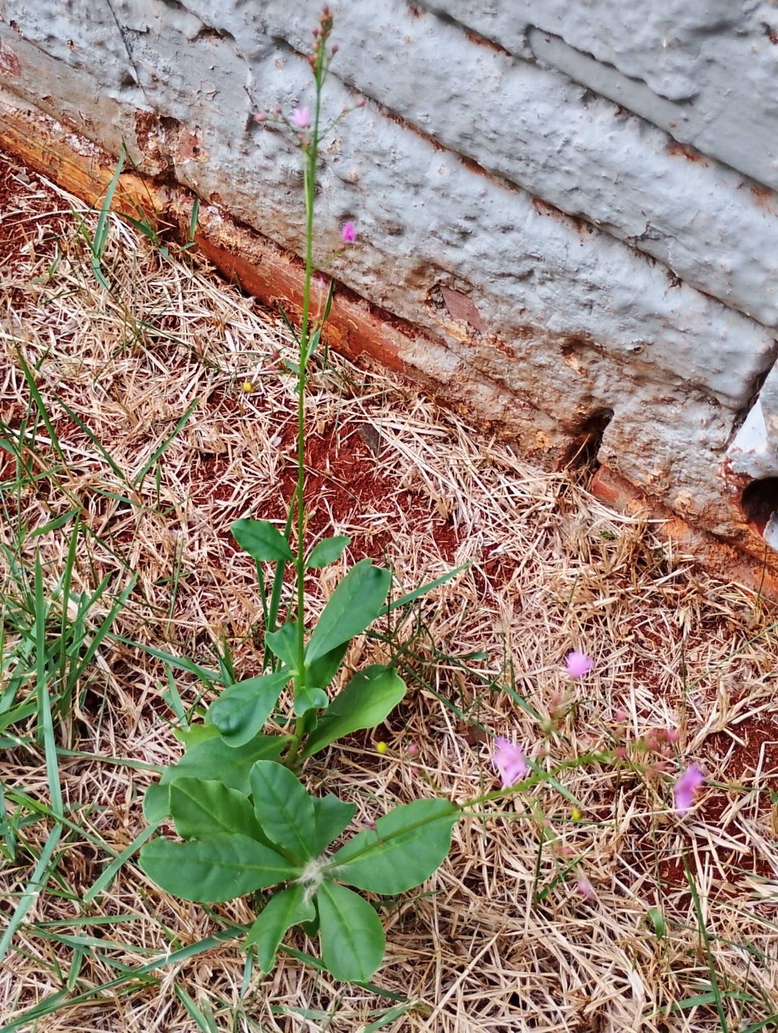 Talinum paniculatum
