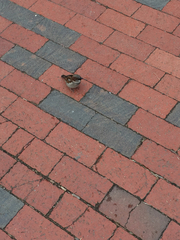 Passer domesticus