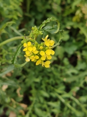 Brassicaceae