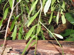 Pseudorhipsalis ramulosa