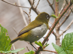 Zosterops ceylonensis