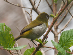 Zosterops ceylonensis