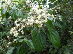 Heliocarpus americanus