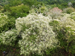 Heliocarpus americanus