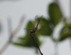 Micrathyria atra