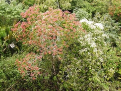 Heliocarpus americanus