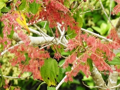 Heliocarpus americanus