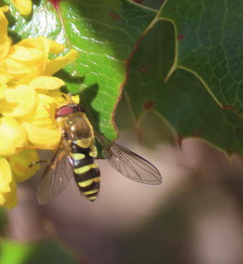 Unknown species found near Bernalillo County, NM, USA