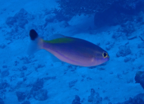Pentapodus aureofasciatus observed 2026-03-14